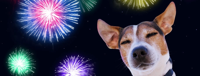 https://www.petinare.de/media/4f/7d/cf/1729083374/W428-Geraeuschangst-beim-Hund-1.jpg