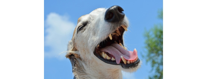 https://www.petinare.de/media/87/0b/31/1729083354/W359-Zahn-und-kieferchirurgische-Notfaelle-1.jpg
