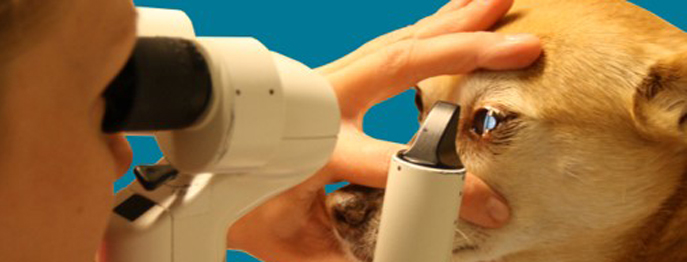 https://www.petinare.de/media/95/7f/92/1750682534/Augenuntersuchung.jpg