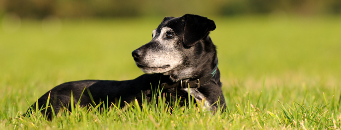 https://www.petinare.de/media/ae/2a/09/1759338276/Osteoarthrosepatient.jpg