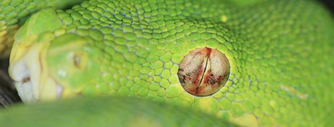 Haltung und Zucht von Reptilien