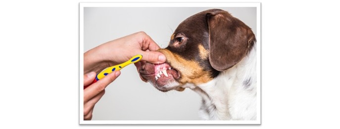 Zahngesundheit und Zahnpflege beim Hund