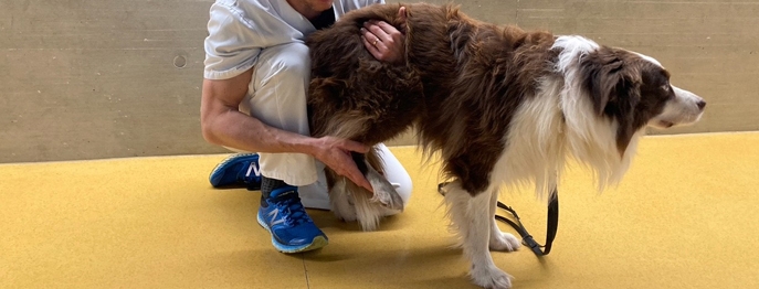 https://www.petinare.de/media/d8/84/88/1729083344/W333-Lahmheitsuntersuchung-der-Hinterbeine-beim-Hund-1.jpg