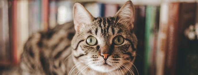 https://www.petinare.de/media/f3/e1/97/1748356032/katze2.jpg